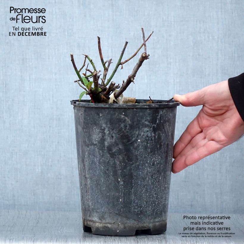 Exemplaar van Rosa Kazatchok - Grootbloemige roos Pot van 4 l/5 l zoals geleverd in de herfst
