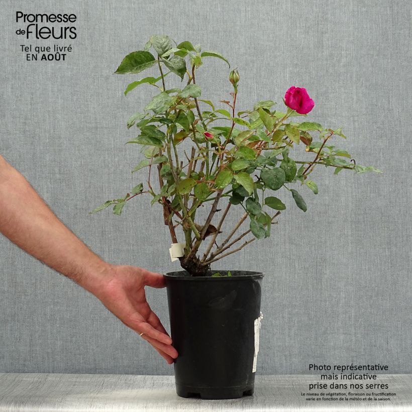 Exemplaar van Rosa Kazatchok - Grootbloemige roos Pot van 4 l/5 l zoals geleverd in de zomer