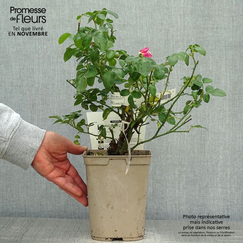 Exemplaar van Rosa La Rose de Molinard - Grootbloemige roos Pot van 4 l/5 l zoals geleverd in de herfst