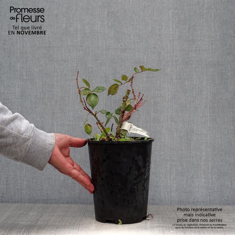 Exemplaar van Rosa La Rose Monsieur - Grootbloemige roos Pot van 4 l/5 l zoals geleverd in de herfst