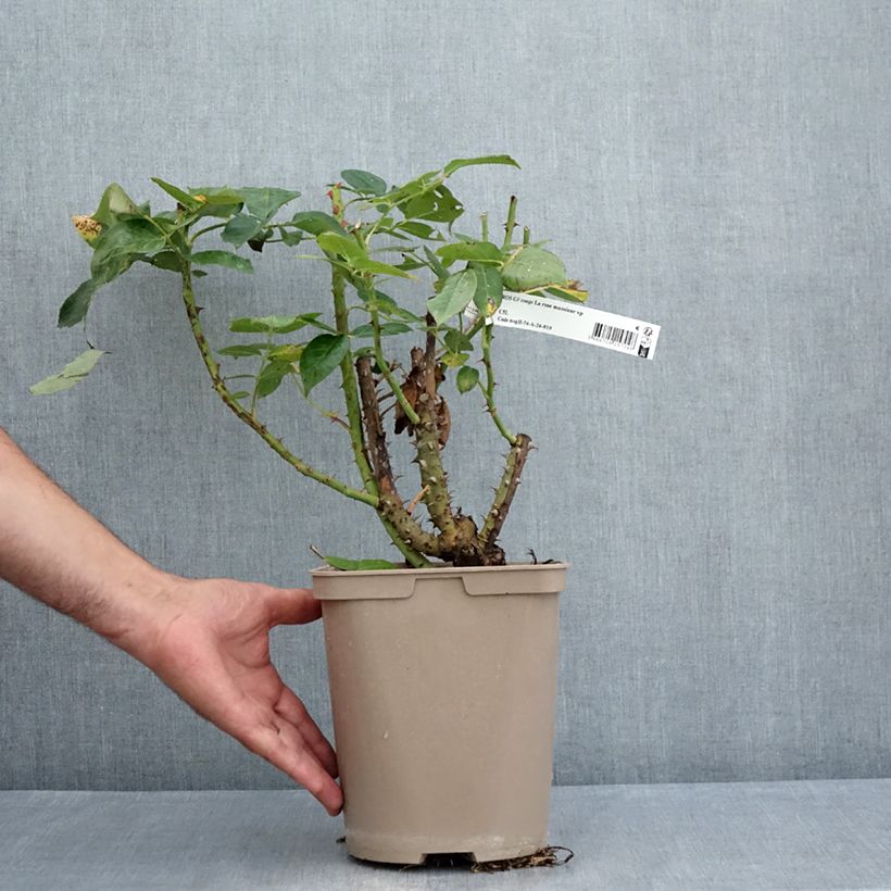 Exemplaar van Rosa La Rose Monsieur - Grootbloemige roos Pot van 4 l/5 l zoals geleverd in de zomer