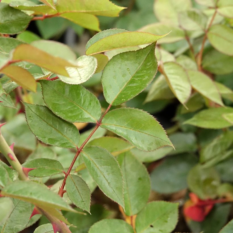 Rosa La Rose Monsieur - Grootbloemige roos (Blad)