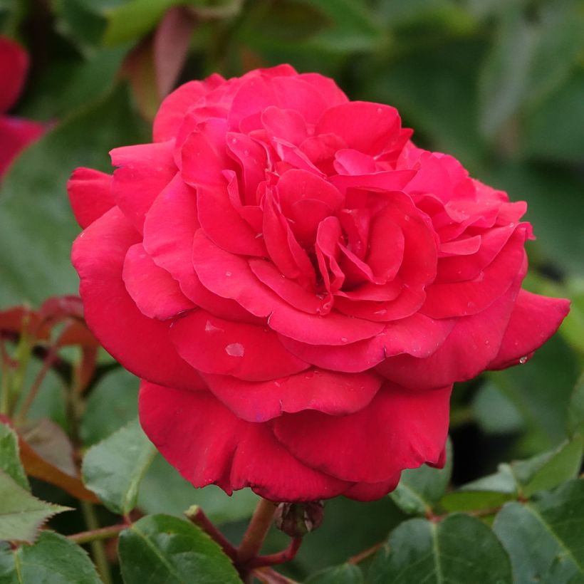 Rosa La Rose Monsieur - Grootbloemige roos (Bloei)
