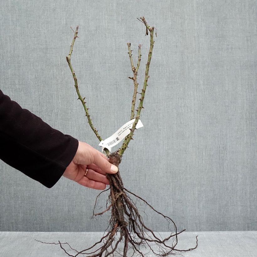 Exemplaar van Rosa Laetitia Casta - Grootbloemige roos Naakte wortel zoals geleverd in de winter