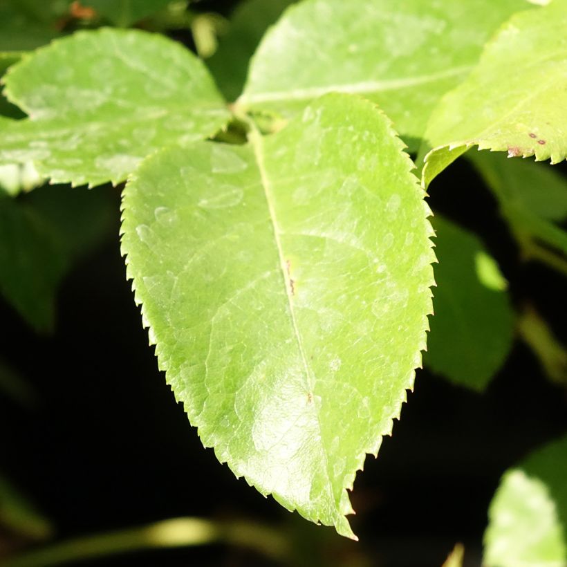 Rosa Voyage - Grootbloemige roos (Blad)