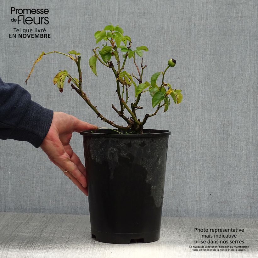 Exemplaar van Rosa Augusta Fox Trot Tangust - Grootbloemige roos Pot van 4 l/5 l zoals geleverd in de herfst