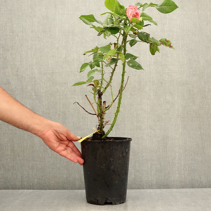 Exemplaar van Rosa Augusta Fox Trot Tangust - Grootbloemige roos Pot van 4 l/5 l zoals geleverd in de zomer