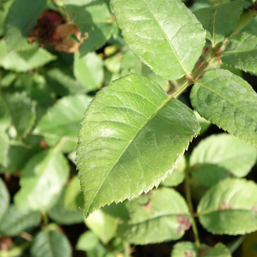 Rosa Augusta Fox Trot Tangust - Grootbloemige roos (Blad)