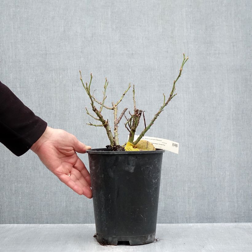 Exemplaar van Rosa La Garçonne® Taneiglat - Grootbloemige roos Pot van 4 l/5 l zoals geleverd in de herfst