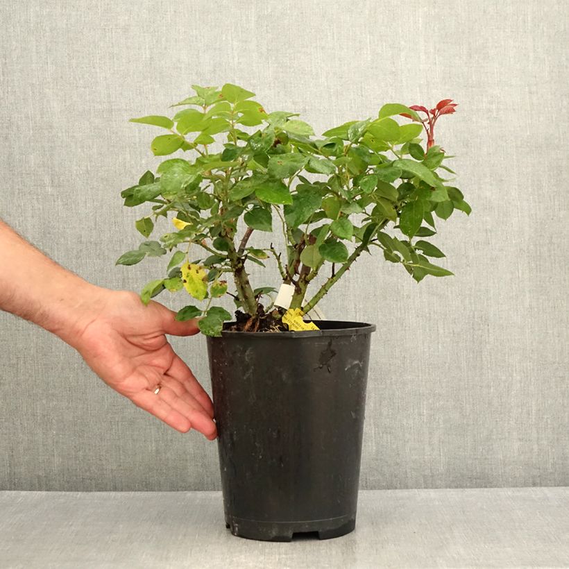 Exemplaar van Rosa La Garçonne® Taneiglat - Grootbloemige roos Pot van 4 l/5 l zoals geleverd in de zomer