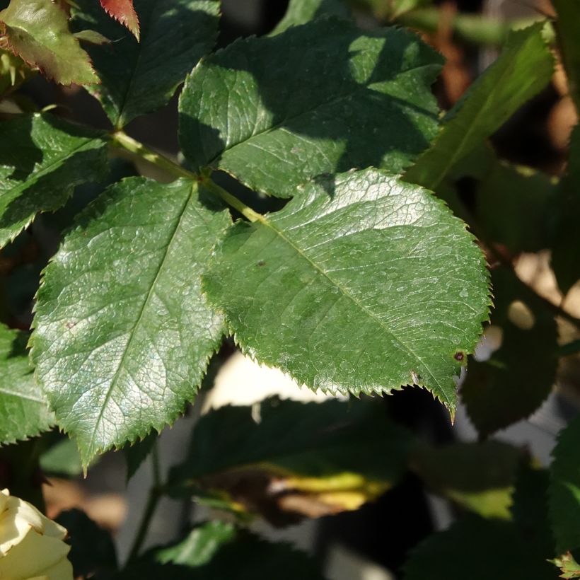 Rosa La Rotonde - Grootbloemige roos (Blad)