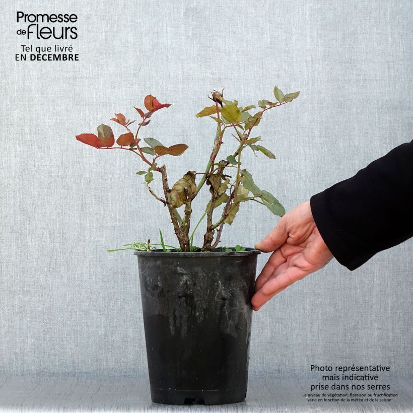 Exemplaar van Rosa Piano - Grootbloemige roos Pot van 4 l/5 l zoals geleverd in de herfst