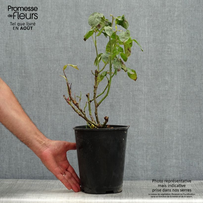 Exemplaar van Rosa Piano - Grootbloemige roos Pot van 4 l/5 l zoals geleverd in de zomer