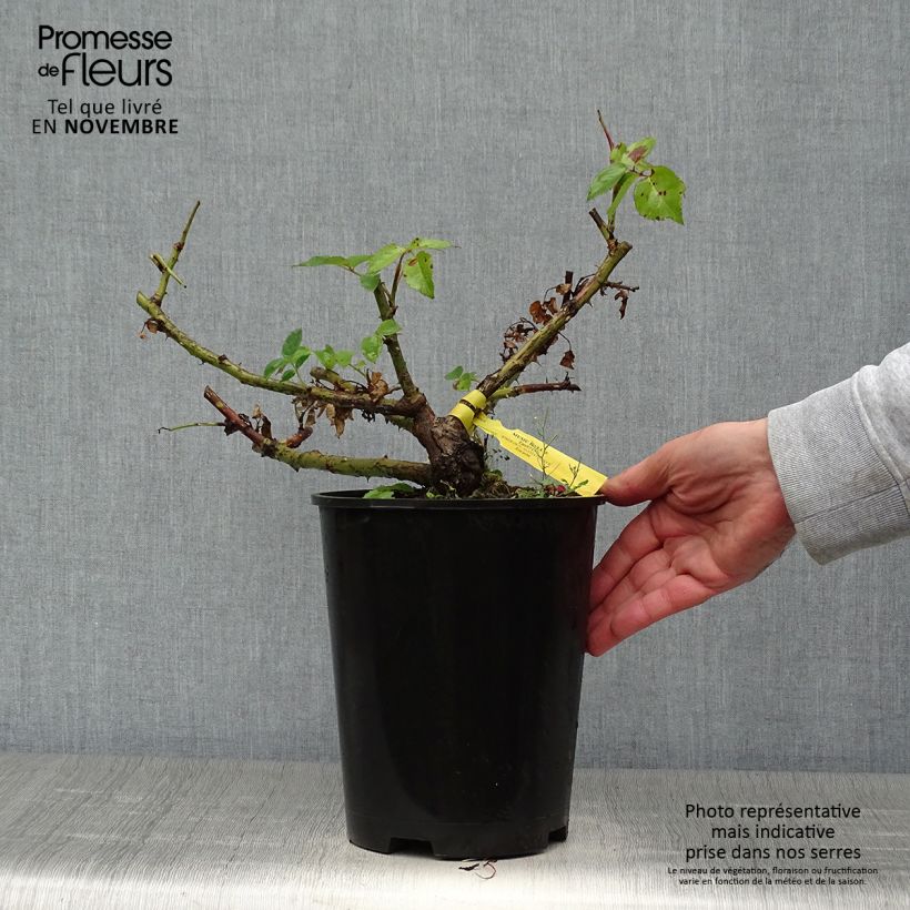 Exemplaar van Rosa Chippendale - Grootbloemige roos Pot van 4 l/5 l zoals geleverd in de herfst