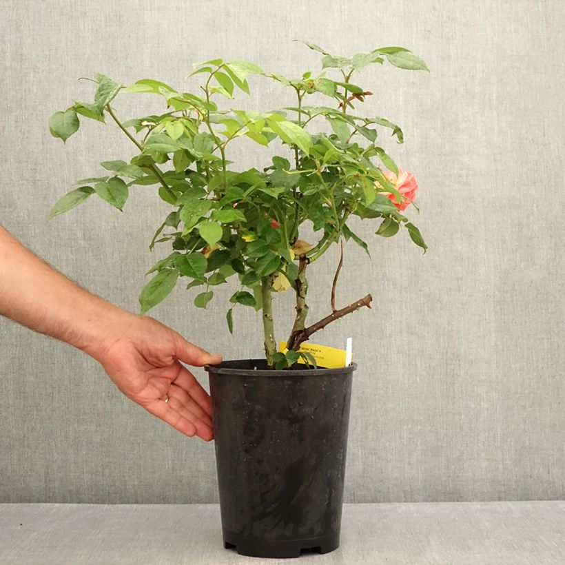Exemplaar van Rosa Chippendale - Grootbloemige roos Pot van 4 l/5 l zoals geleverd in de zomer