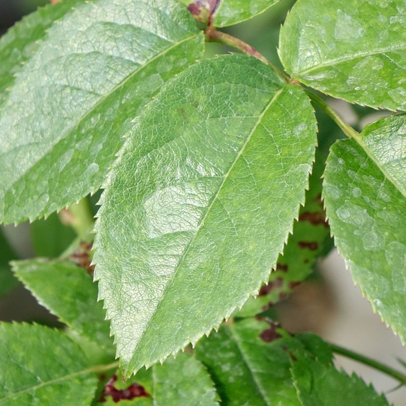 Rosa Chippendale - Grootbloemige roos (Blad)