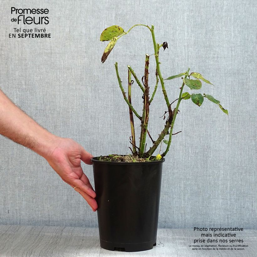 Exemplaar van Rosa Trocadéro - Grootbloemige roos Pot van 4 l/5 l zoals geleverd in de zomer