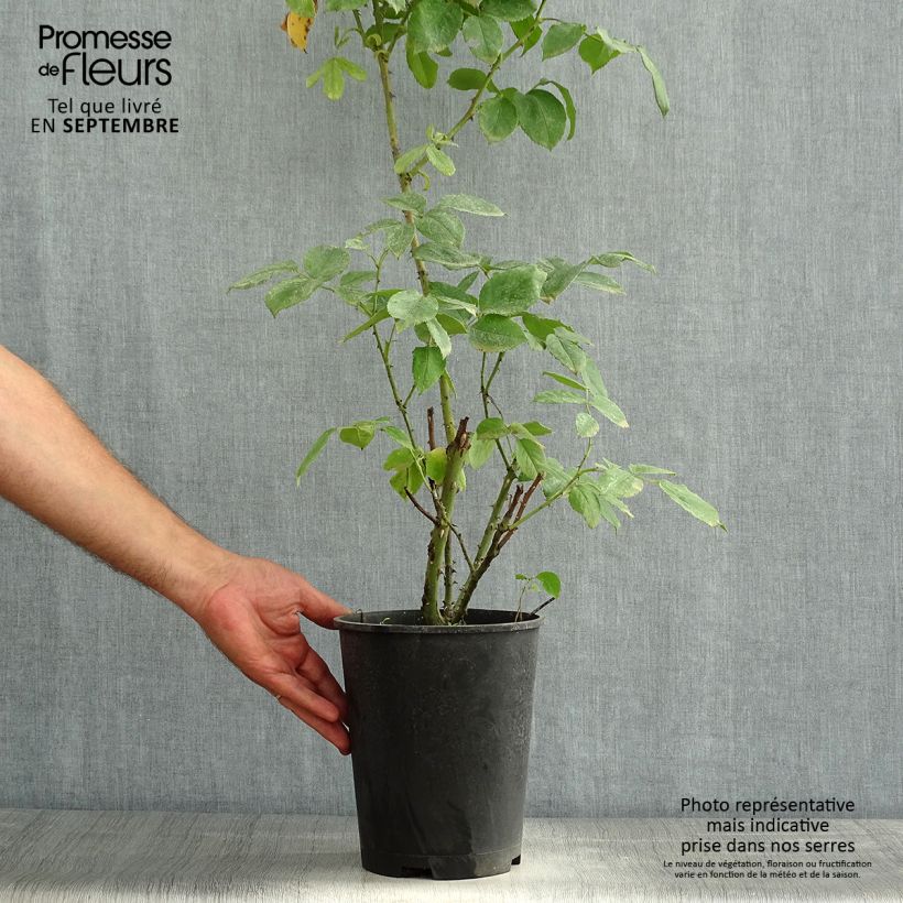 Exemplaar van Rosa Lolita Lempicka - Grootbloemige roos Pot van 4 l/5 l zoals geleverd in de zomer