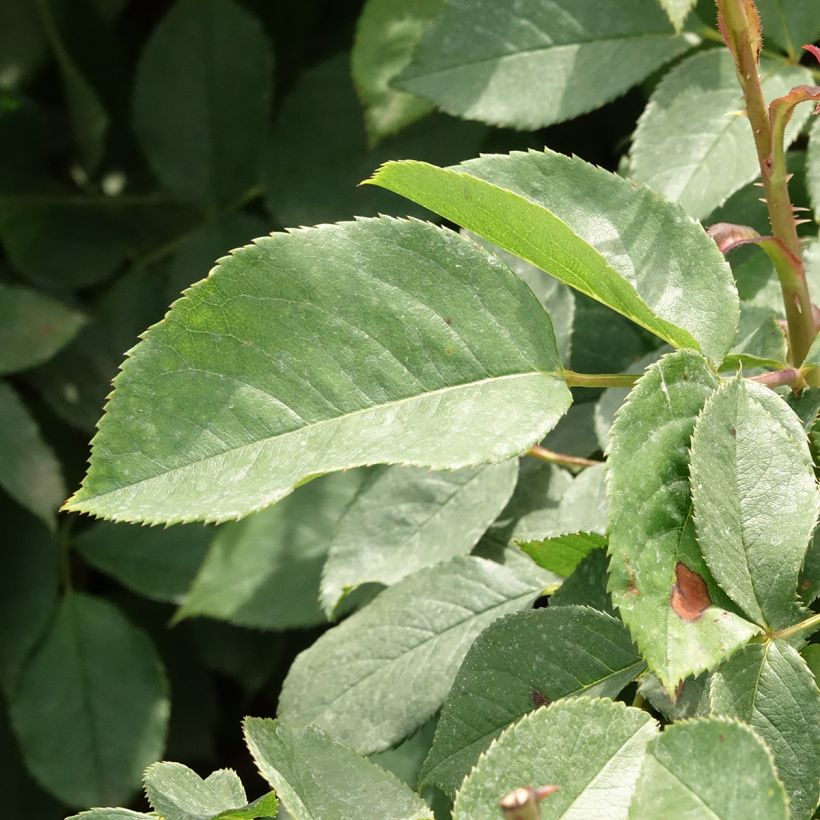 Rosa Lolita Lempicka - Grootbloemige roos (Blad)