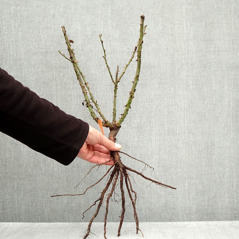 Exemplaar van Rosa Lolita Lempicka - Grootbloemige roos Naakte wortel zoals geleverd in de winter