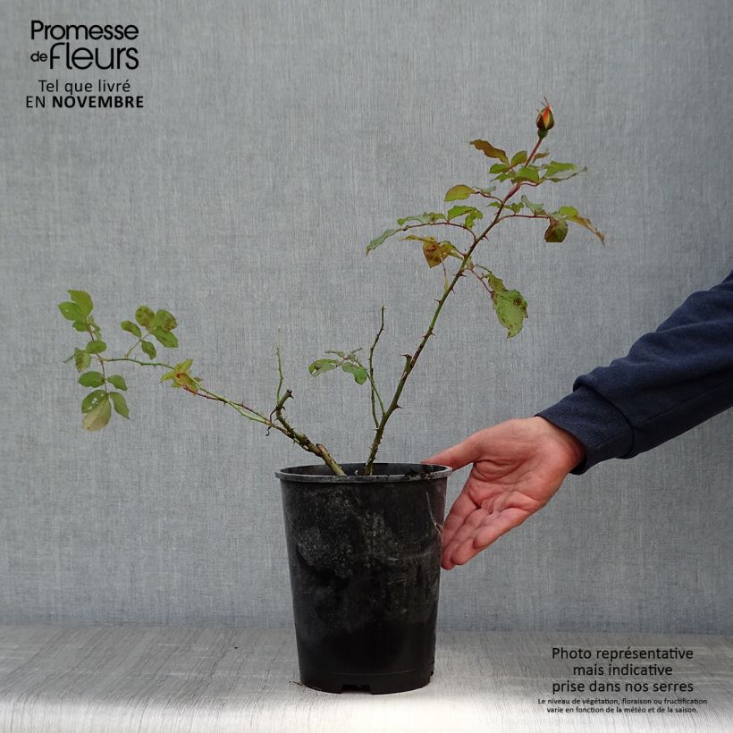 Exemplaar van Rosa Louis de Funès - Grootbloemige roos Pot van 4 l/5 l zoals geleverd in de herfst