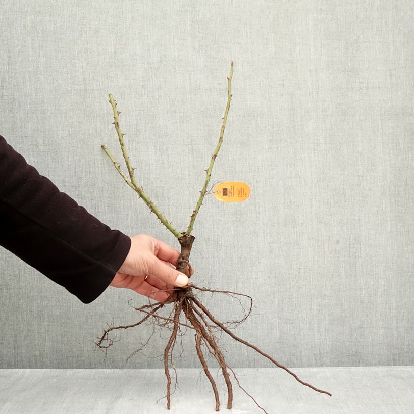 Exemplaar van Rosa Louis de Funès - Grootbloemige roos Naakte wortel zoals geleverd in de winter