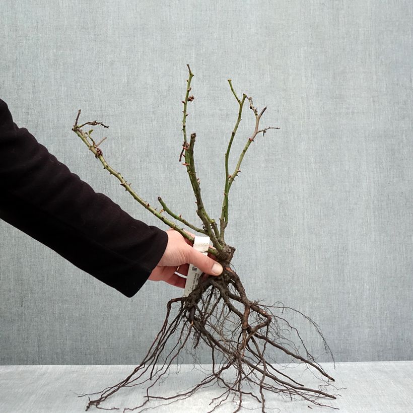 Exemplaar van Rosa Lyon Lumières - Grootbloemige roos Naakte wortel zoals geleverd in de winter