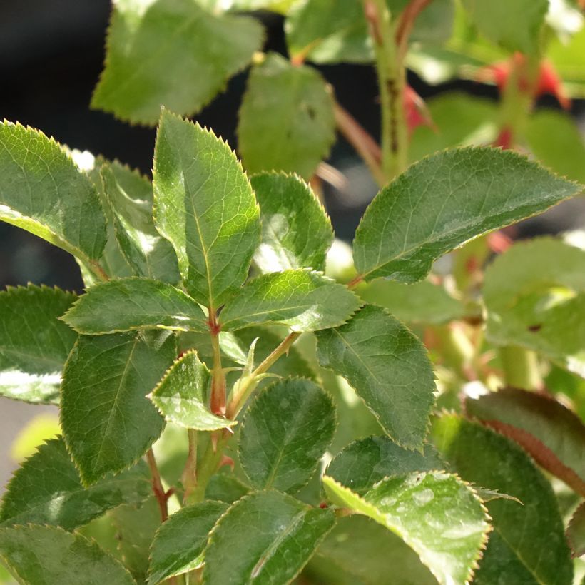 Rosa Copacabana - Grootbloemige roos (Blad)