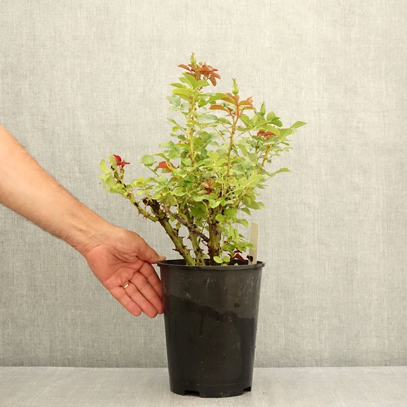 Exemplaar van Rosa Copacabana - Grootbloemige roos Pot van 4 l/5 l zoals geleverd in de zomer