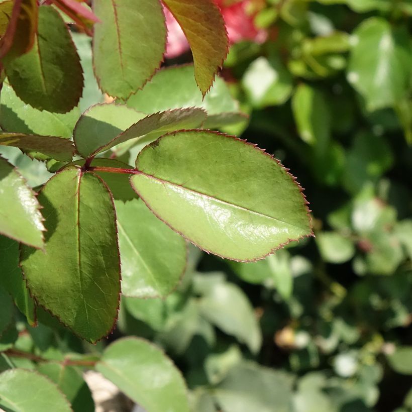 Rosa Mademoiselle Meilland - Grootbloemige roos (Blad)