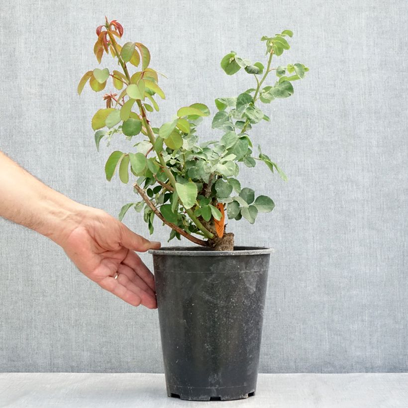 Exemplaar van Rosa Mademoiselle Meilland - Grootbloemige roos Pot van 4 l/5 l zoals geleverd in de zomer