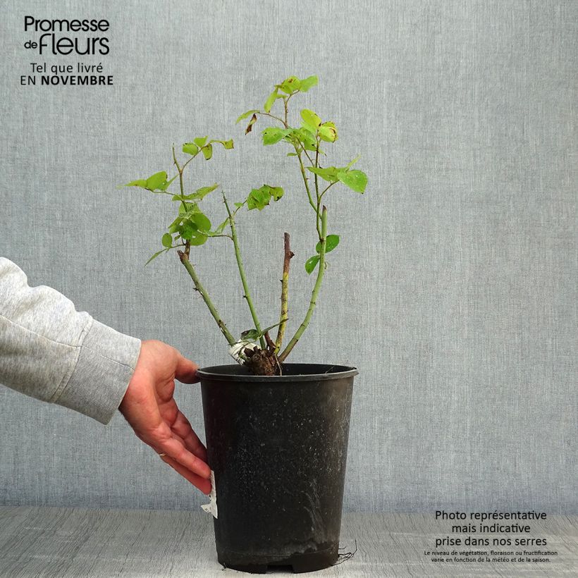 Exemplaar van Rosa Marc Chagall - Grootbloemige roos Pot van 3 l/4 l zoals geleverd in de herfst