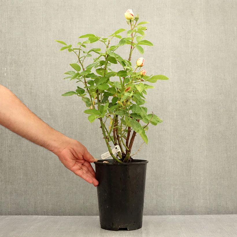 Exemplaar van Rosa Marc Chagall - Grootbloemige roos Pot van 3 l/4 l zoals geleverd in de zomer