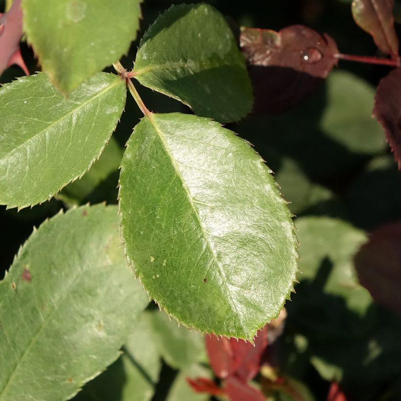 Rosa Graaf Lennart - Grootbloemige roos (Blad)