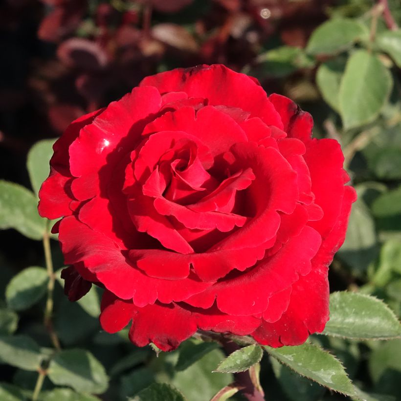 Rosa Graaf Lennart - Grootbloemige roos (Bloei)