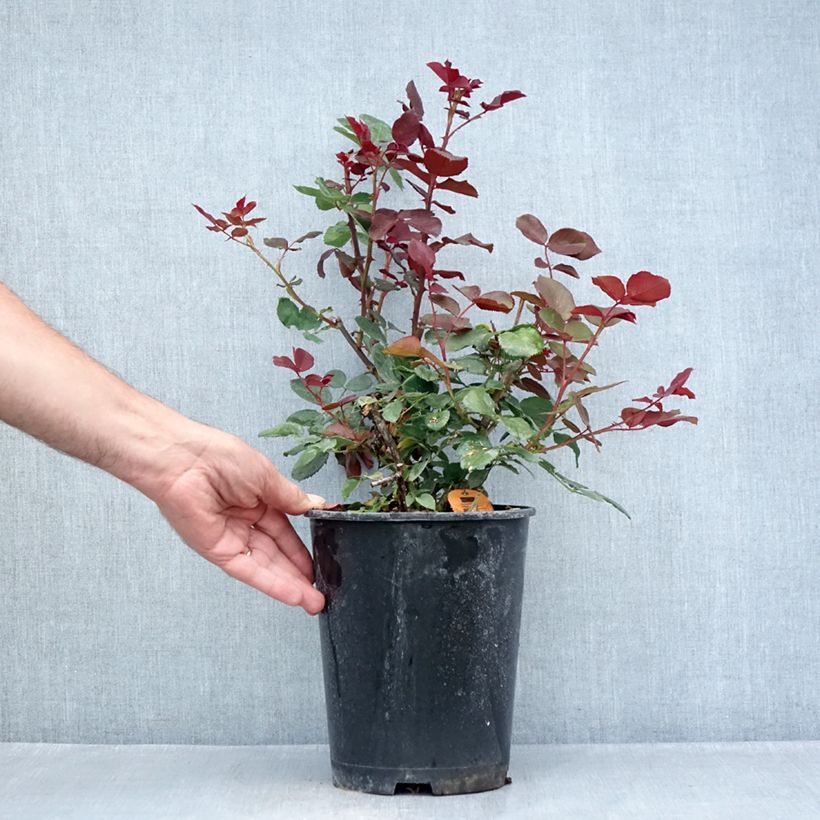 Exemplaar van Rosa Graaf Lennart - Grootbloemige roos Pot van 4 l/5 l zoals geleverd in de zomer