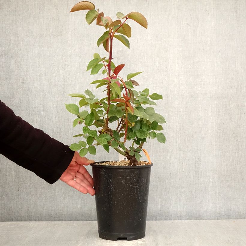 Exemplaar van Rosa MARYLOU - Grootbloemige roos Pot van 4 l/5 l zoals geleverd in de lente