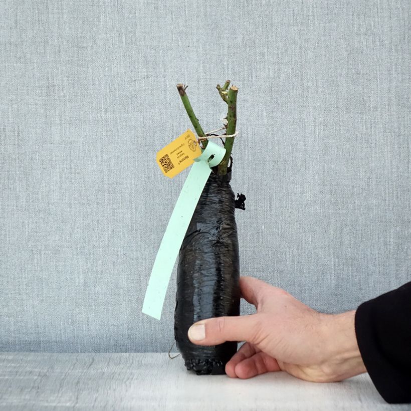 Exemplaar van Rosa Memoire - Grootbloemige roos In kluit zoals geleverd in de winter