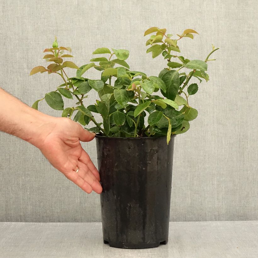Exemplaar van Rosa Memoire - Grootbloemige roos Pot van 4 l/5 l zoals geleverd in de zomer