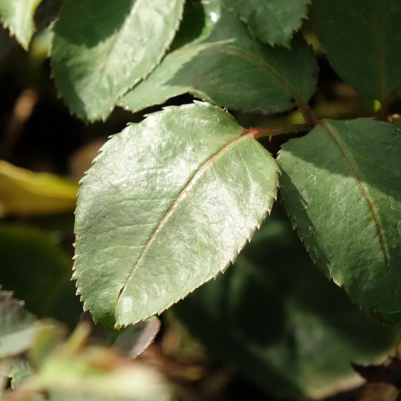 Rosa Memoire - Grootbloemige roos (Blad)
