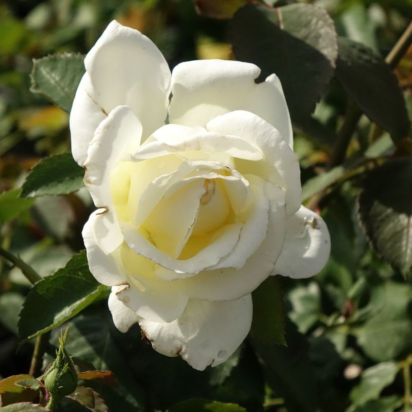 Rosa Memoire - Grootbloemige roos (Bloei)