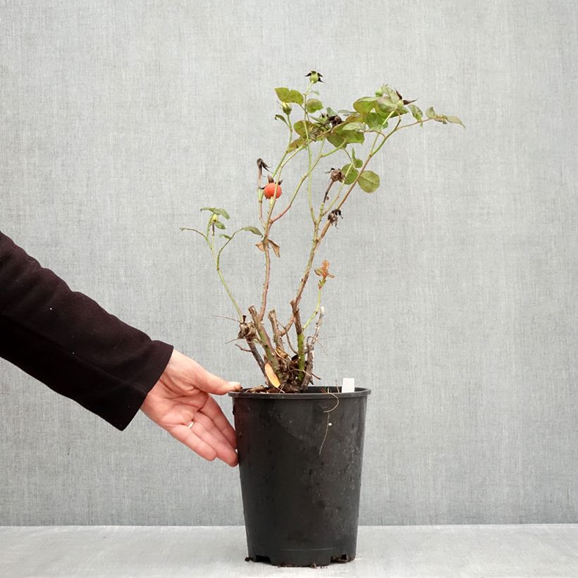 Exemplaar van Rosa Michelangelo - Grootbloemige roos Pot van 4 l/5 l zoals geleverd in de herfst