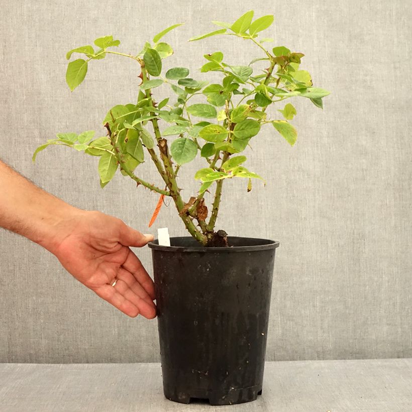 Exemplaar van Rosa Michelangelo - Grootbloemige roos Pot van 4 l/5 l zoals geleverd in de zomer