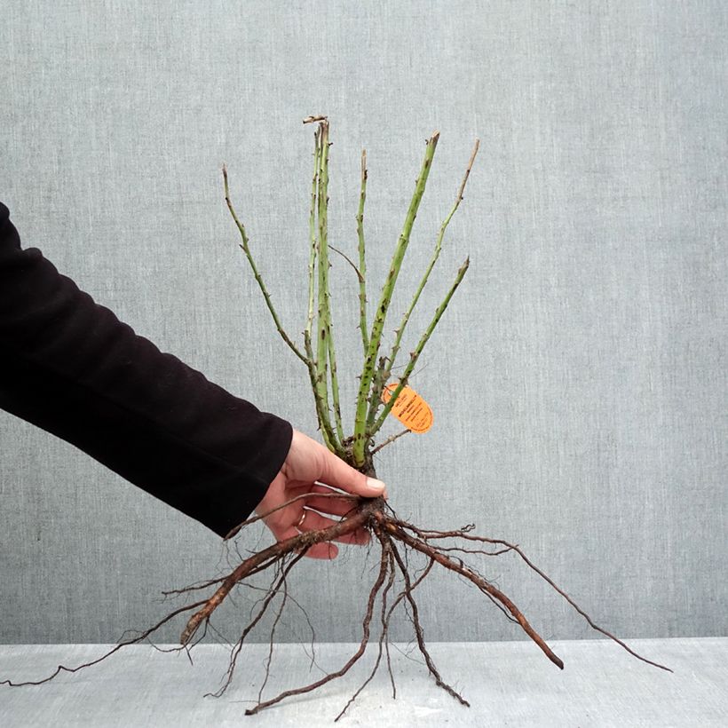 Exemplaar van Rosa Michelangelo - Grootbloemige roos Naakte wortel zoals geleverd in de winter