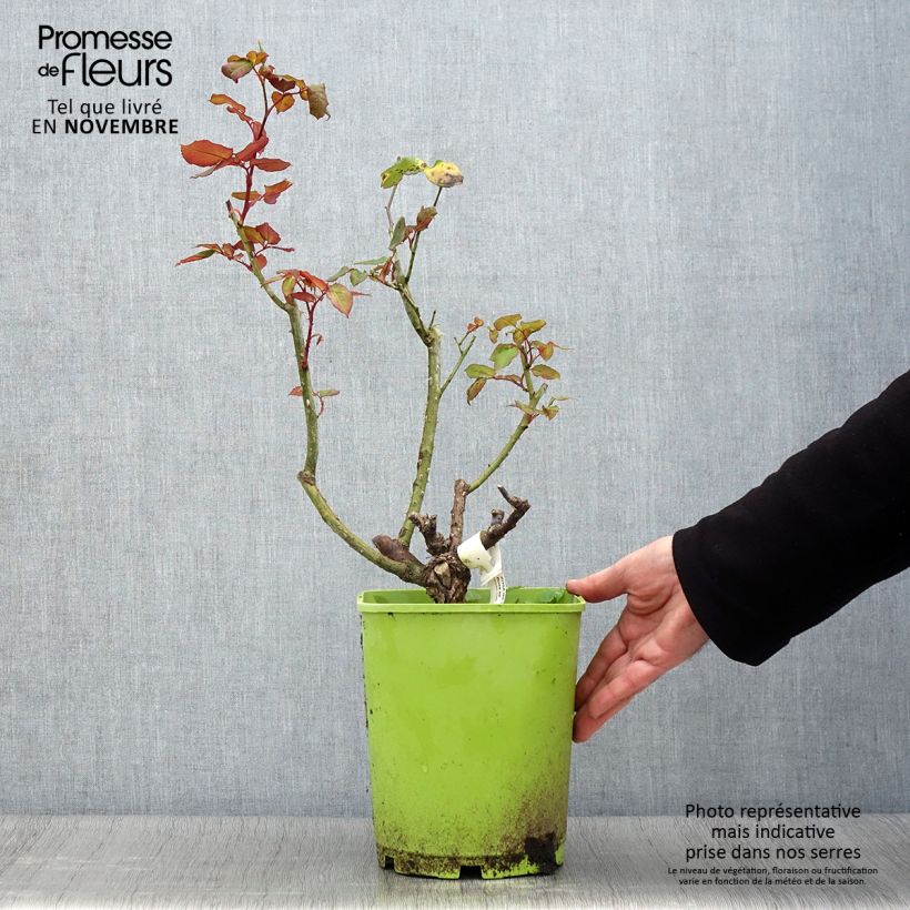 Exemplaar van Rosa Michèle Meilland - Grootbloemige roos Pot van 4 l/5 l zoals geleverd in de herfst