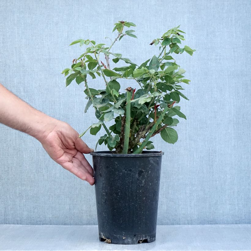 Exemplaar van Rosa Mister Lincoln - Grootbloemige roos Pot van 4 l/5 l zoals geleverd in de zomer