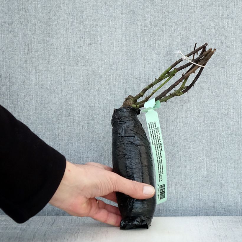 Exemplaar van Rosa Peace - Grootbloemige roos In kluit zoals geleverd in de winter