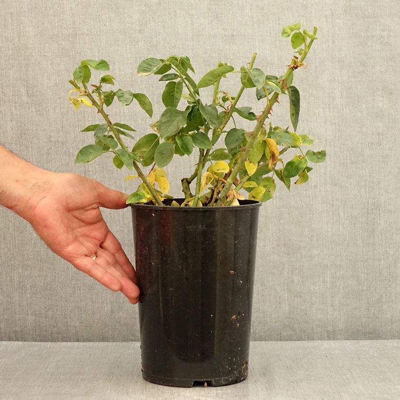 Exemplaar van Rosa Peace - Grootbloemige roos Pot van 4 l/5 l zoals geleverd in de zomer