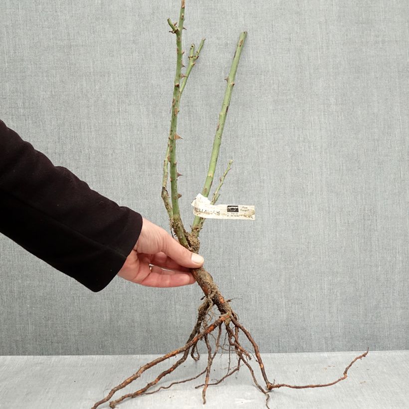 Exemplaar van Rosa Peace - Grootbloemige roos Naakte wortel zoals geleverd in de winter