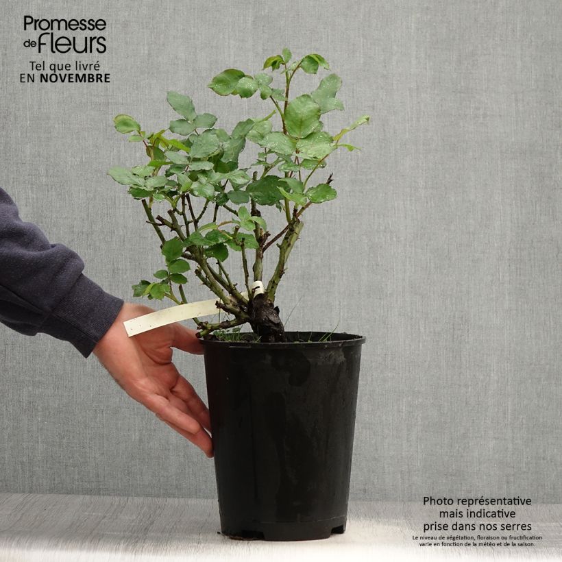 Exemplaar van Rosa New Imagine - Grootbloemige roos Pot van 4 l/5 l zoals geleverd in de herfst